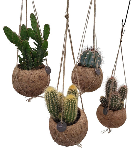 Livraison plante Kokodama - 4 Cactus