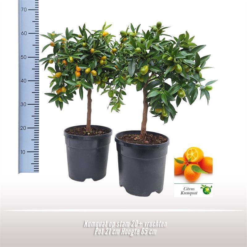 Livraison plante Kumquat d21cm h65cm