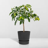 Livraison plante Kumquat Fortunella - 45 cm - Ø15 - arbuste fruitier extérieur