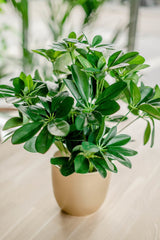 Livraison plante Kunstplant Baby Schefflera 45 cm