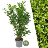 Livraison plante Laurier cerise h150cm pour 10 mètres linéaires de haie 20x15L