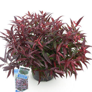 Livraison plante Leucothoe Burning Love – Pot 17 cm – Hauteur 45 cm