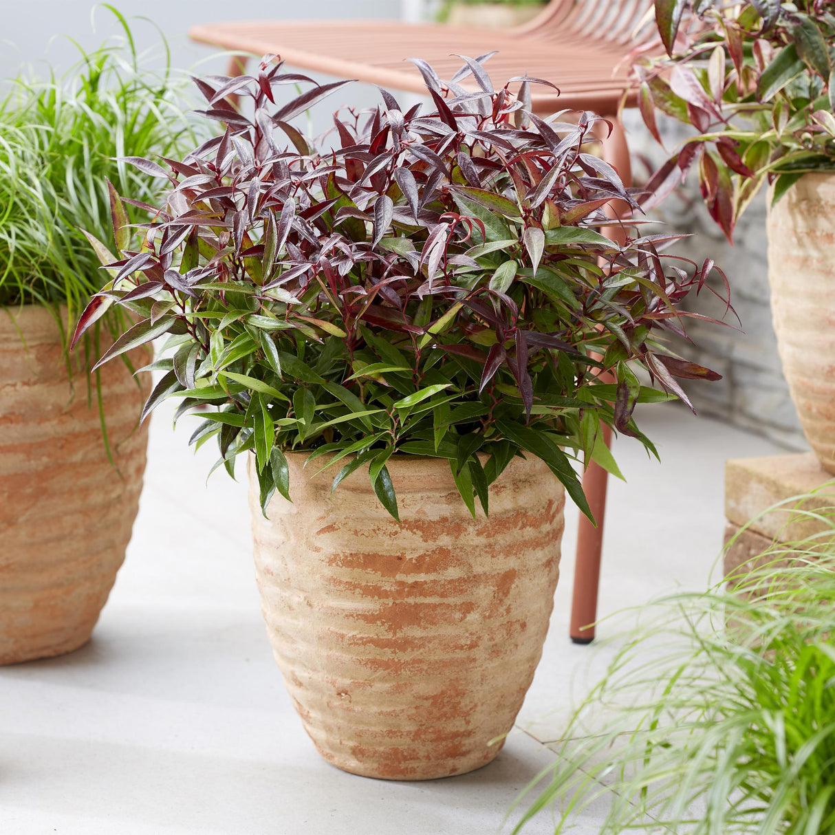 Livraison plante Leucothoe Burning Love – Pot 17 cm – Hauteur 45 cm