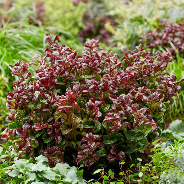 Livraison plante Leucothoe Curly Red – Lot de 1 – Pot 17 cm – Hauteur 40 cm