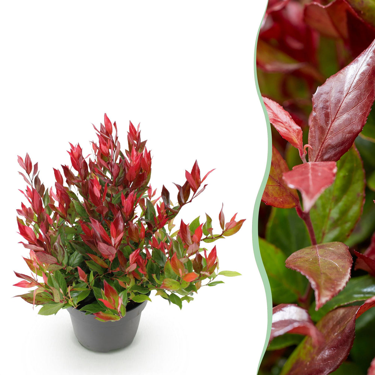 Livraison plante Leucothoe Little Flame x1