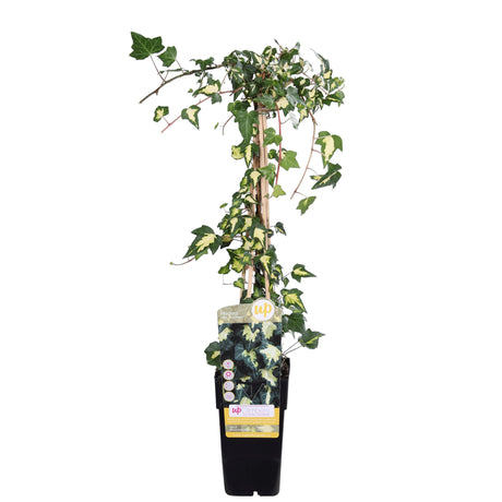 Livraison plante Lierre Hedera Colchica 'Dentata Variegata' - ↨65cm - Ø15 - plante d'extérieur