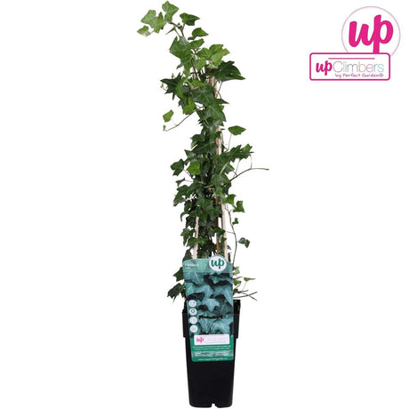 Livraison plante Lierre Hedera Helix - ↨65cm - Ø15 - plante d'extérieur grimpante