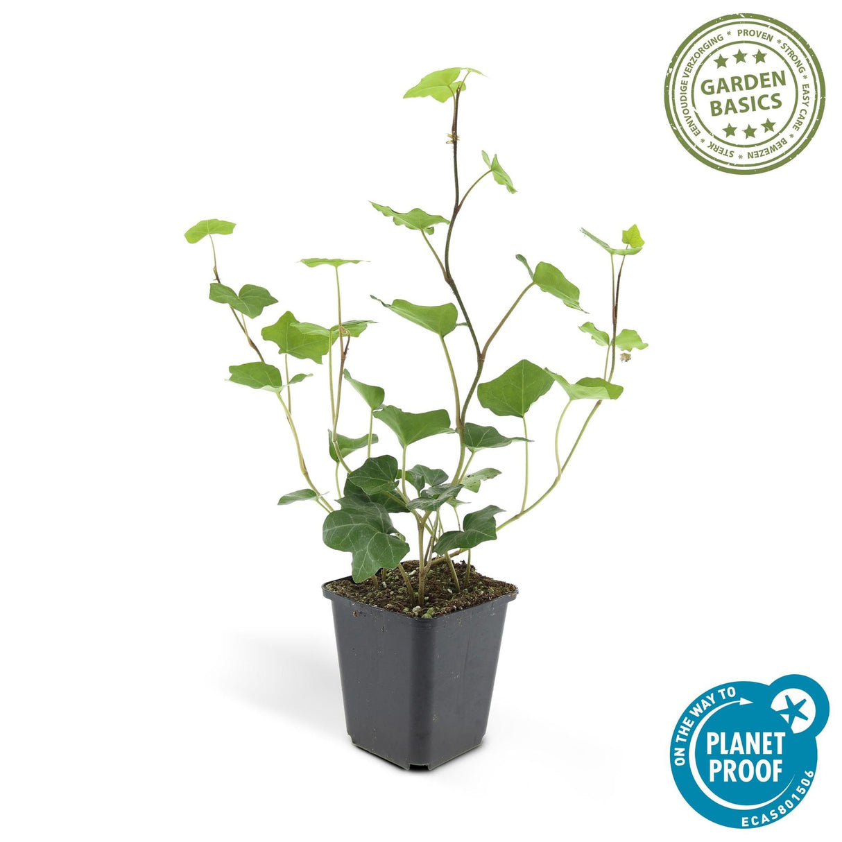 Livraison plante Lierre Hibernica 40xh20cm d9cm