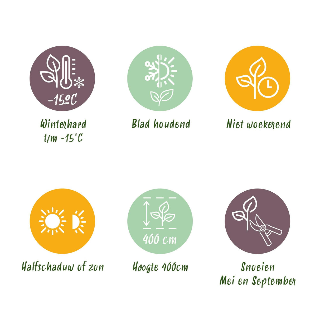 Livraison plante Ligustrum ovalifolium – Lot de 8 – Pot 9 cm – Hauteur 35 cm