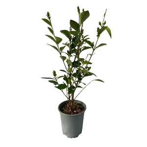 Livraison plante Ligustrum ovalifolium – Lot de 8 – Pot 9 cm – Hauteur 35 cm