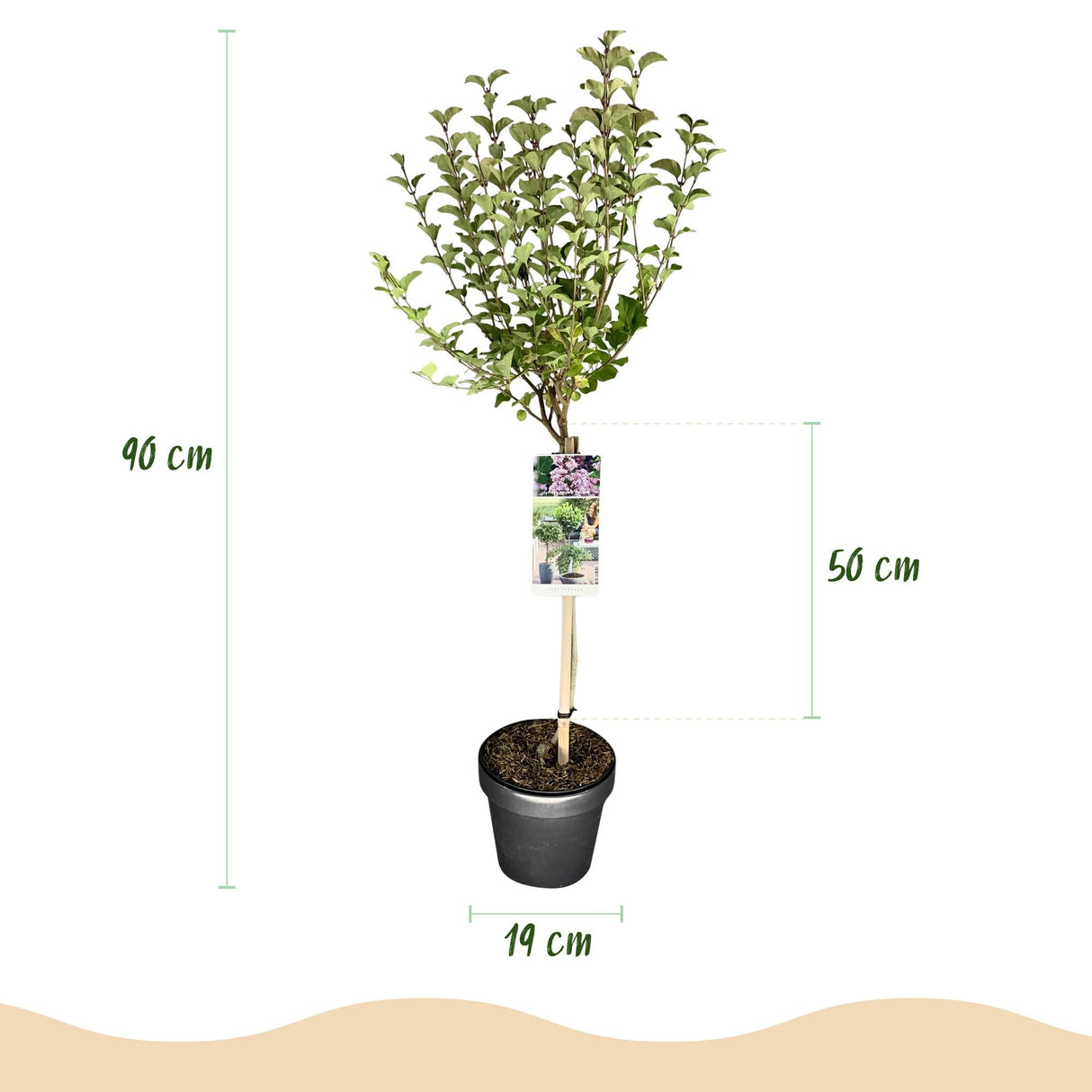 Livraison plante Lilas de Meyer Palibin – Pot 19 cm – Hauteur 90 cm