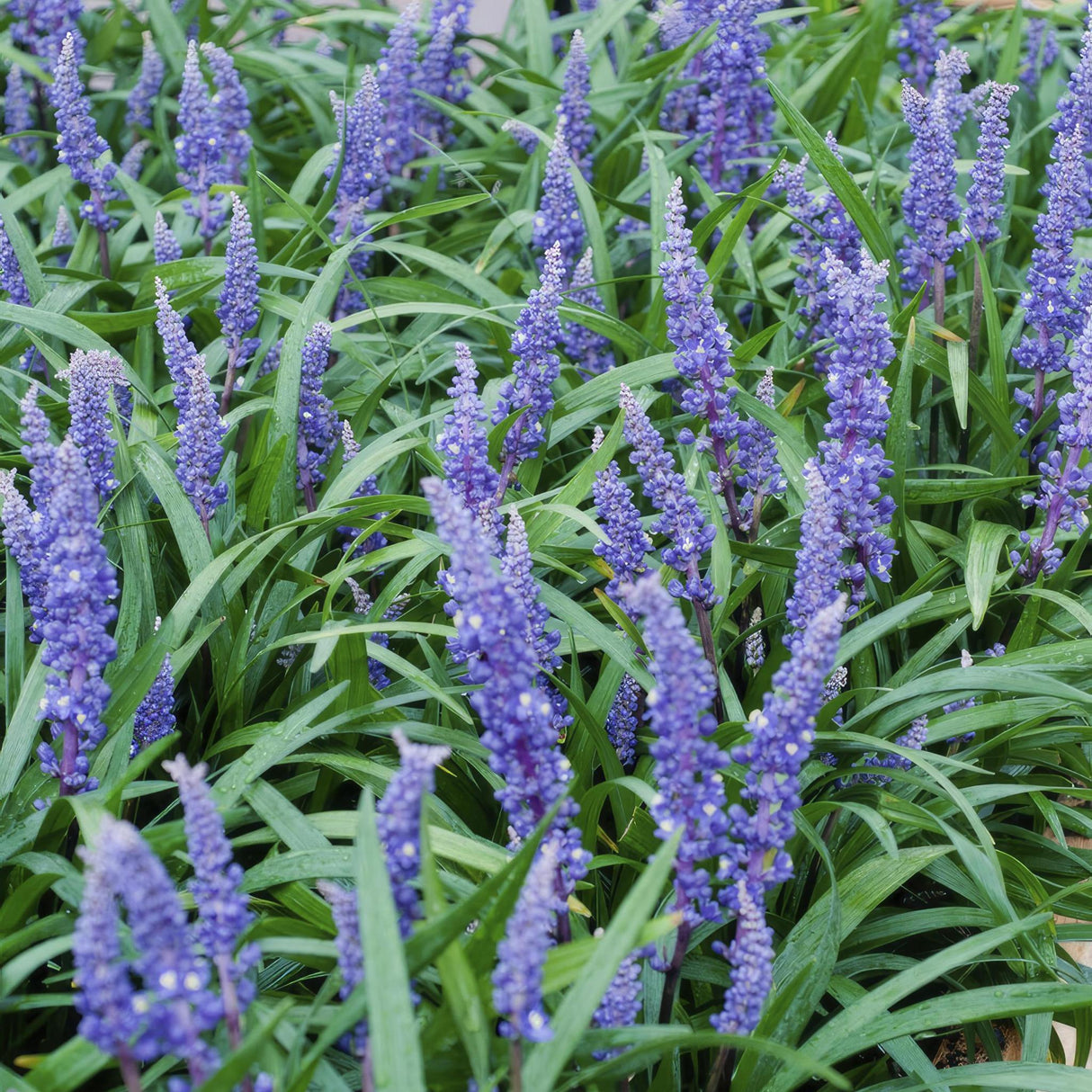 Livraison plante Liriope muscari 'Big Blue - 12x h25cm d9cm