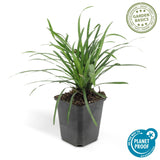 Livraison plante Liriope muscari 'Big Blue - 12x h25cm d9cm