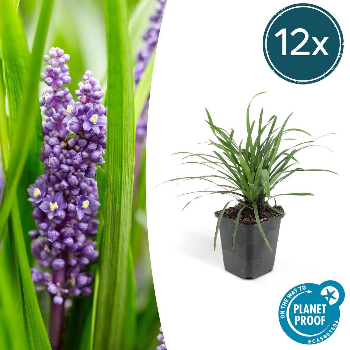 Livraison plante Liriope muscari 'Big Blue - 12x h25cm d9cm