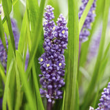 Livraison plante Liriope muscari 'Big Blue - 12x h25cm d9cm