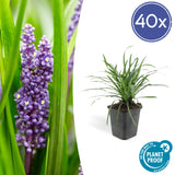 Livraison plante Liriope muscari 'Big Blue - 40x h25cm d9cm