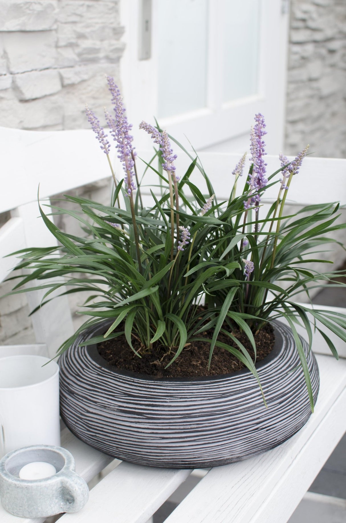 Livraison plante Liriope muscari 'Ingwersen'