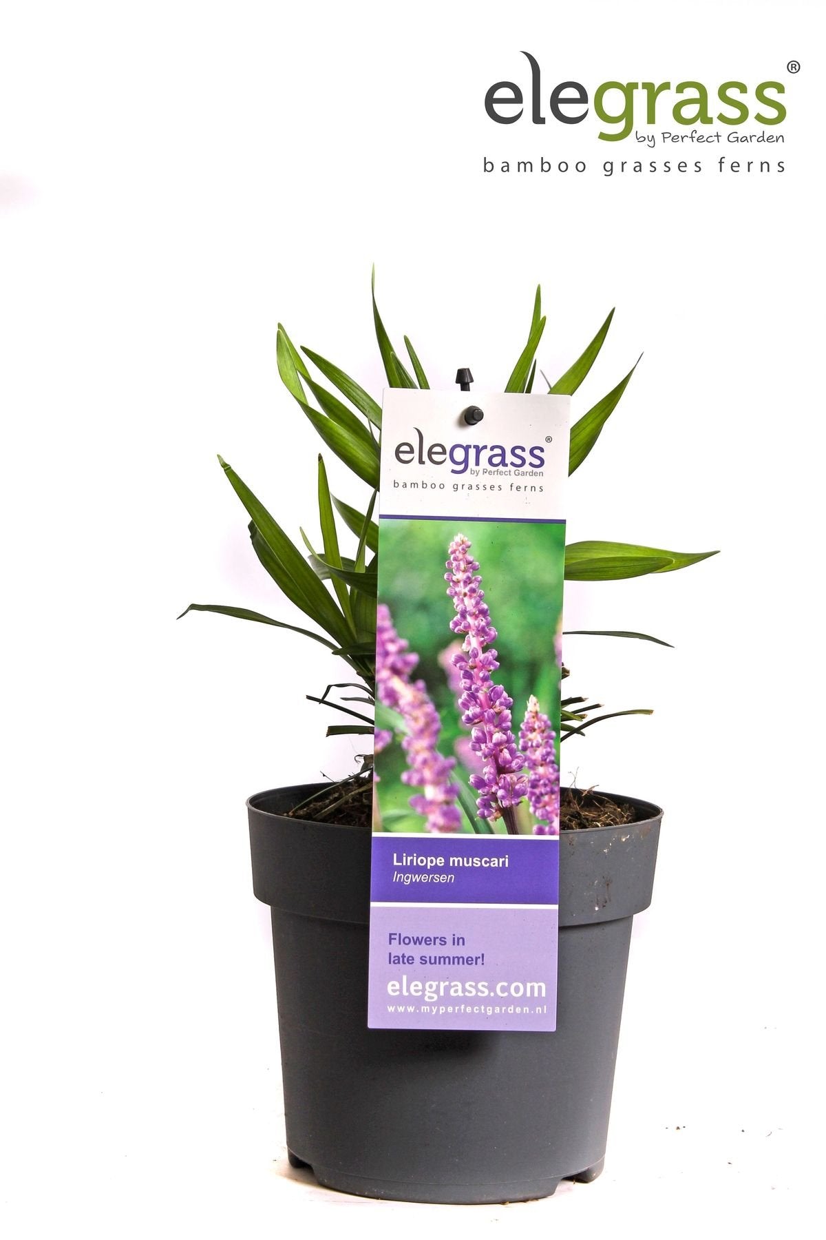 Livraison plante Liriope muscari 'Ingwersen'