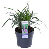 Livraison plante Liriope muscari 'Ingwersen'