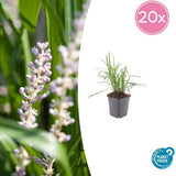 Livraison plante Liriope muscari Monroe White