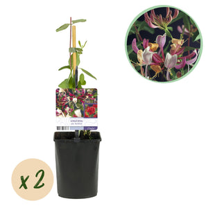 Livraison plante Lonicera Serotina – Lot de 2 – Pot 11 cm – Hauteur 40 cm