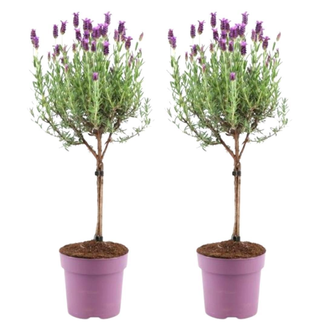 Livraison plante Lot de 2 arbustes de lavande Anouk® - d15cm - plante d'extérieur