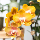 Livraison plante Lot de 2 Orchidées Phalaenopsis Orange - Fleurs Multiflores