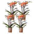 Livraison plante Lot de 4 Orchidées Bolzano orange - Phalaenopsis