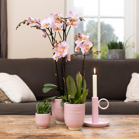 Livraison plante Lot de 4 orchidées phalaenopsis roses - plante d'intérieur