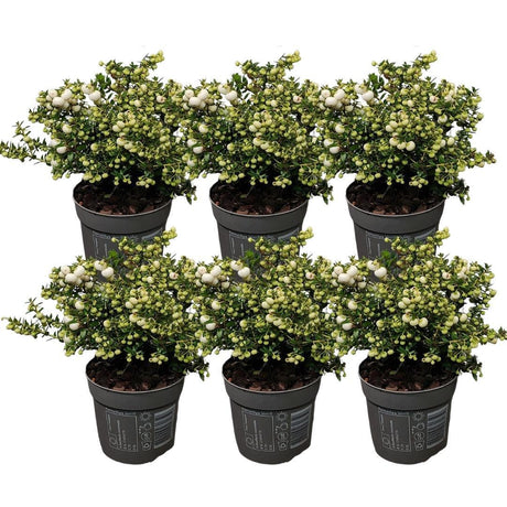 Livraison plante Lot de 6 gaulthéries mucronées blanc - Pernettya mucronata Ø12cm | ↨20cm