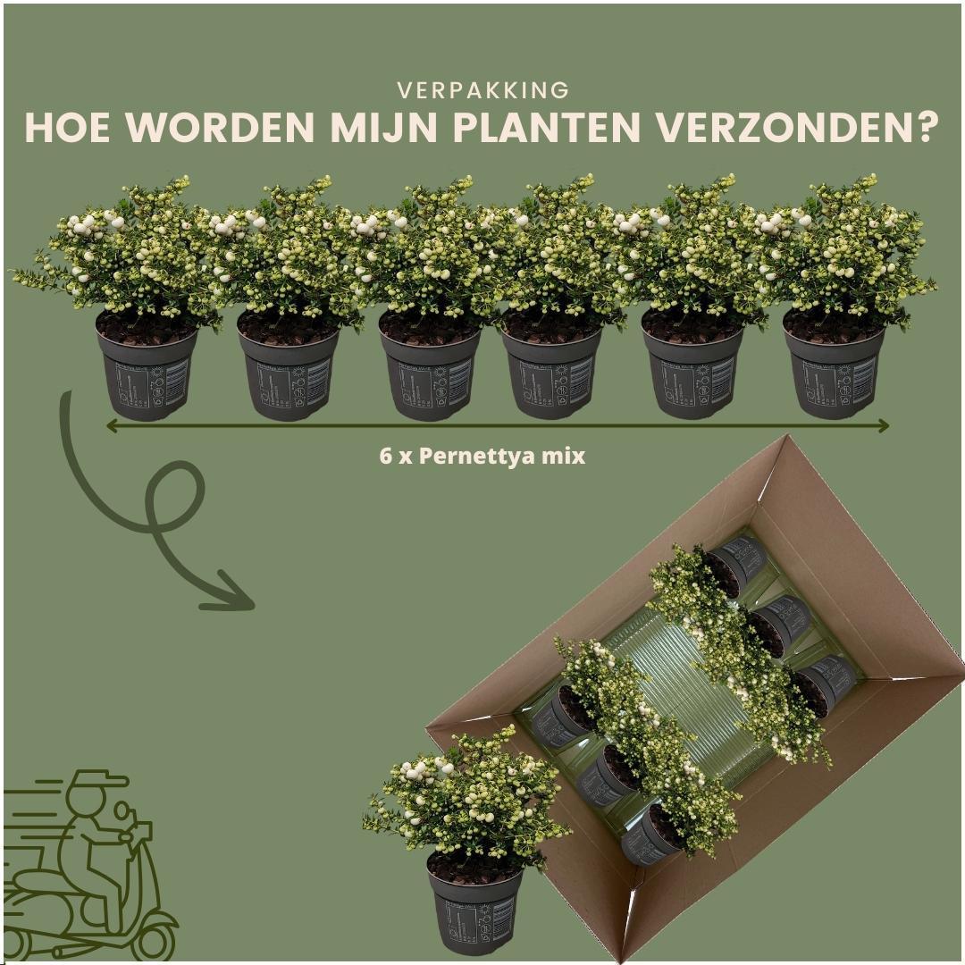 Livraison plante Lot de 6 gaulthéries mucronées blanc - Pernettya mucronata Ø12cm | ↨20cm