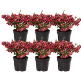 Livraison plante Lot de 6 gaulthéries mucronées rouge - Pernettya mucronata Ø12cm | ↨20cm