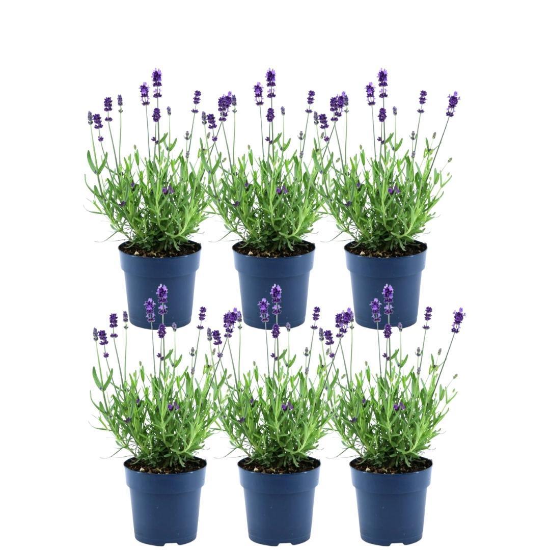 Livraison plante Lot de 6 pots de lavande Anouk® - d12cm - plante d'extérieur