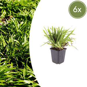 Livraison plante Luzule sylvatica