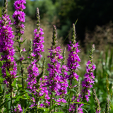 Livraison plante Lythrum salicaire