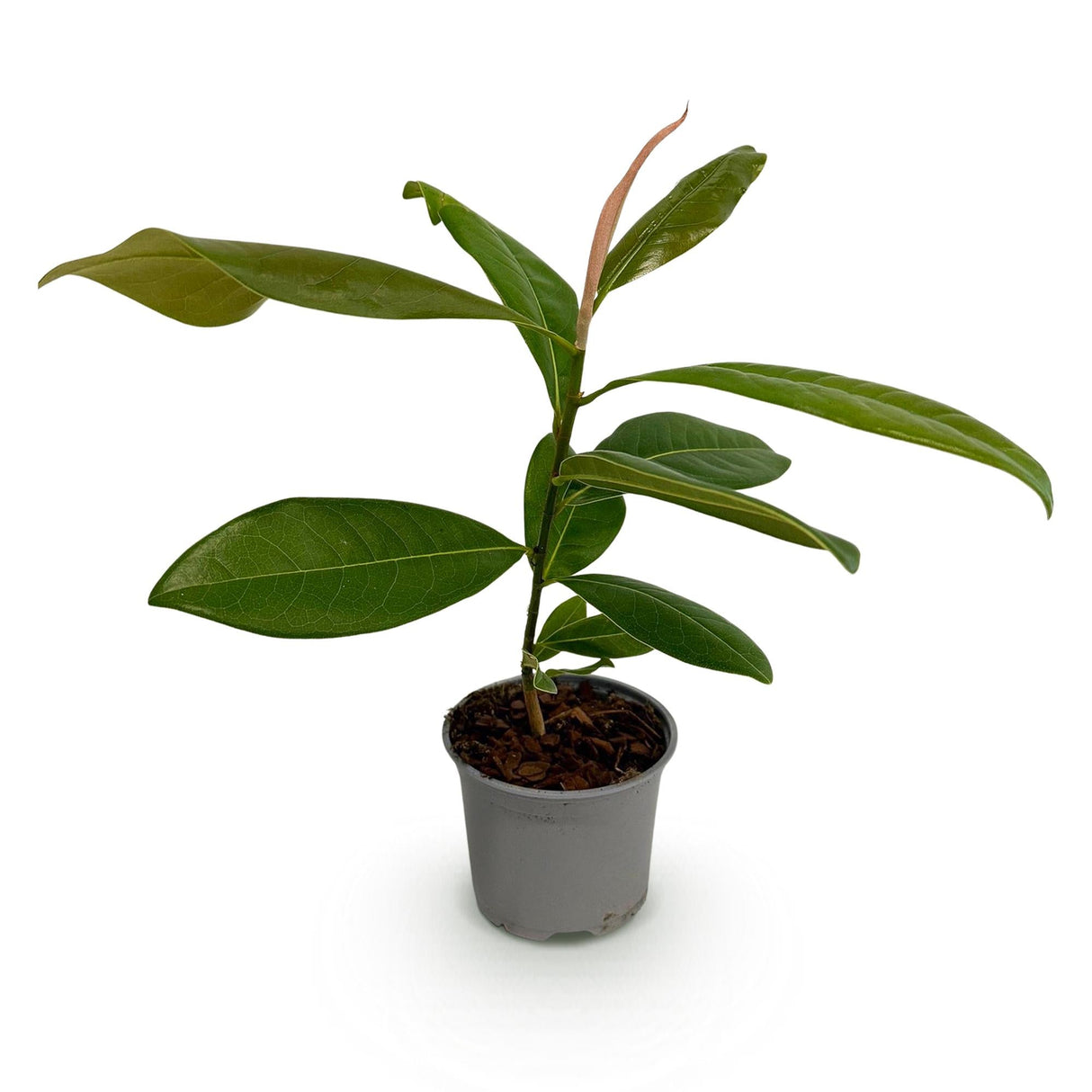 Livraison plante Magnolia grandiflora – Lot de 1 – Pot 12 cm – Hauteur 30 cm