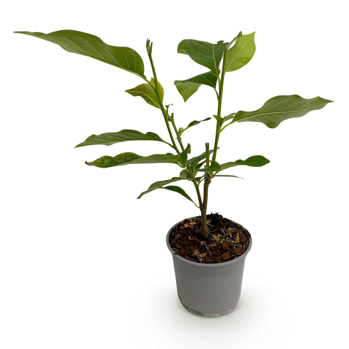 Livraison plante Magnolia Heaven Scent – Lot de 1 – Pot 12 cm – Hauteur 30 cm