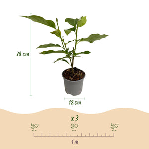 Livraison plante Magnolia liliiflora Nigra – Pot 12 cm – Hauteur 30 cm