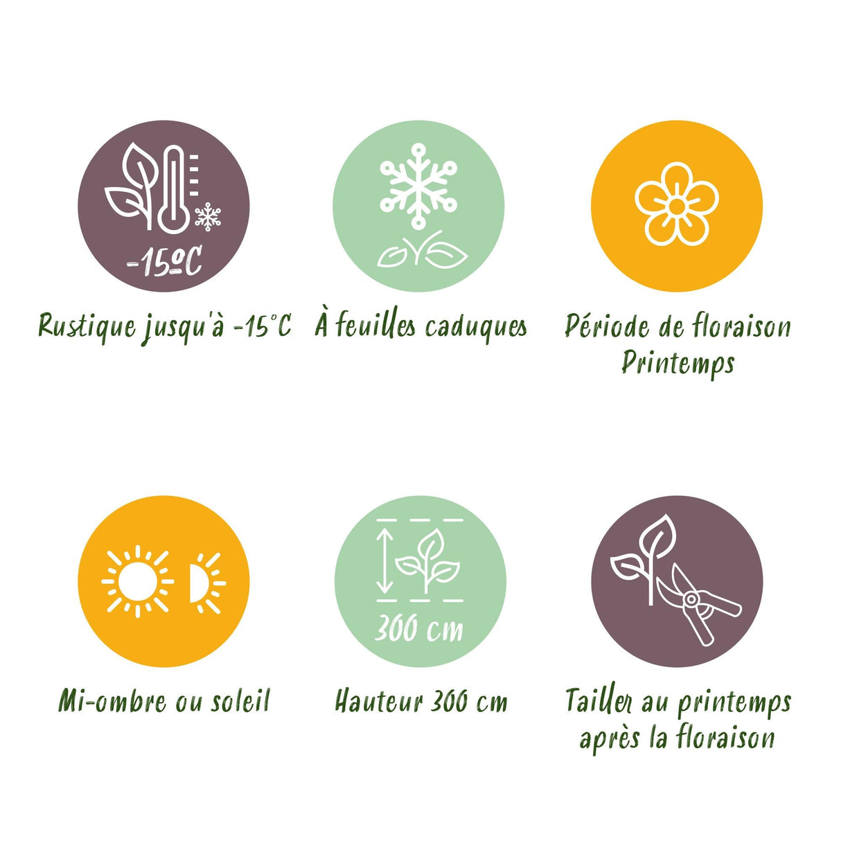 Livraison plante Magnolia liliiflora Nigra – Pot 12 cm – Hauteur 30 cm