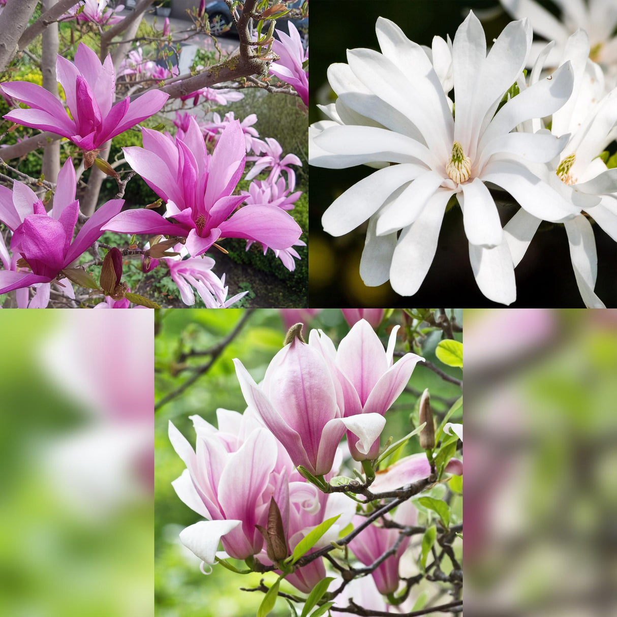 Livraison plante Magnolia mix – Lot de 3 – Pot 12 cm – Hauteur 30 cm