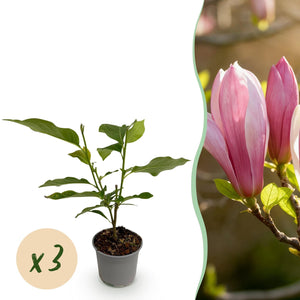 Livraison plante Magnolia Ricki x1