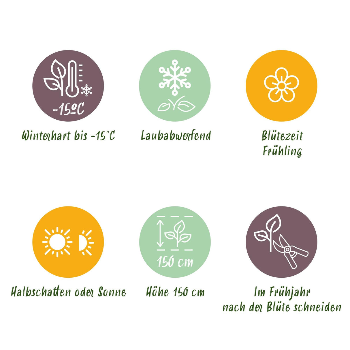 Livraison plante Magnolia stellata Royal Star – Pot 12 cm – Hauteur 30 cm