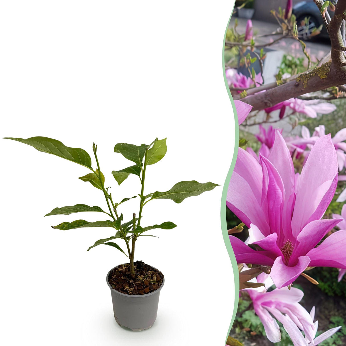 Livraison plante Magnolia Susan – Lot de 1 – Pot 12 cm – Hauteur 30 cm