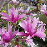 Livraison plante Magnolia Susan – Lot de 1 – Pot 12 cm – Hauteur 30 cm