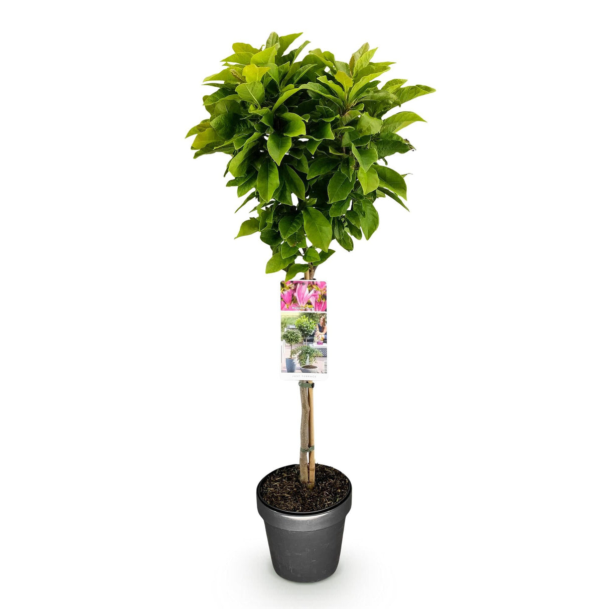 Livraison plante Magnolia Susan – Lot de 1 – Pot 19 cm – Hauteur 90 cm