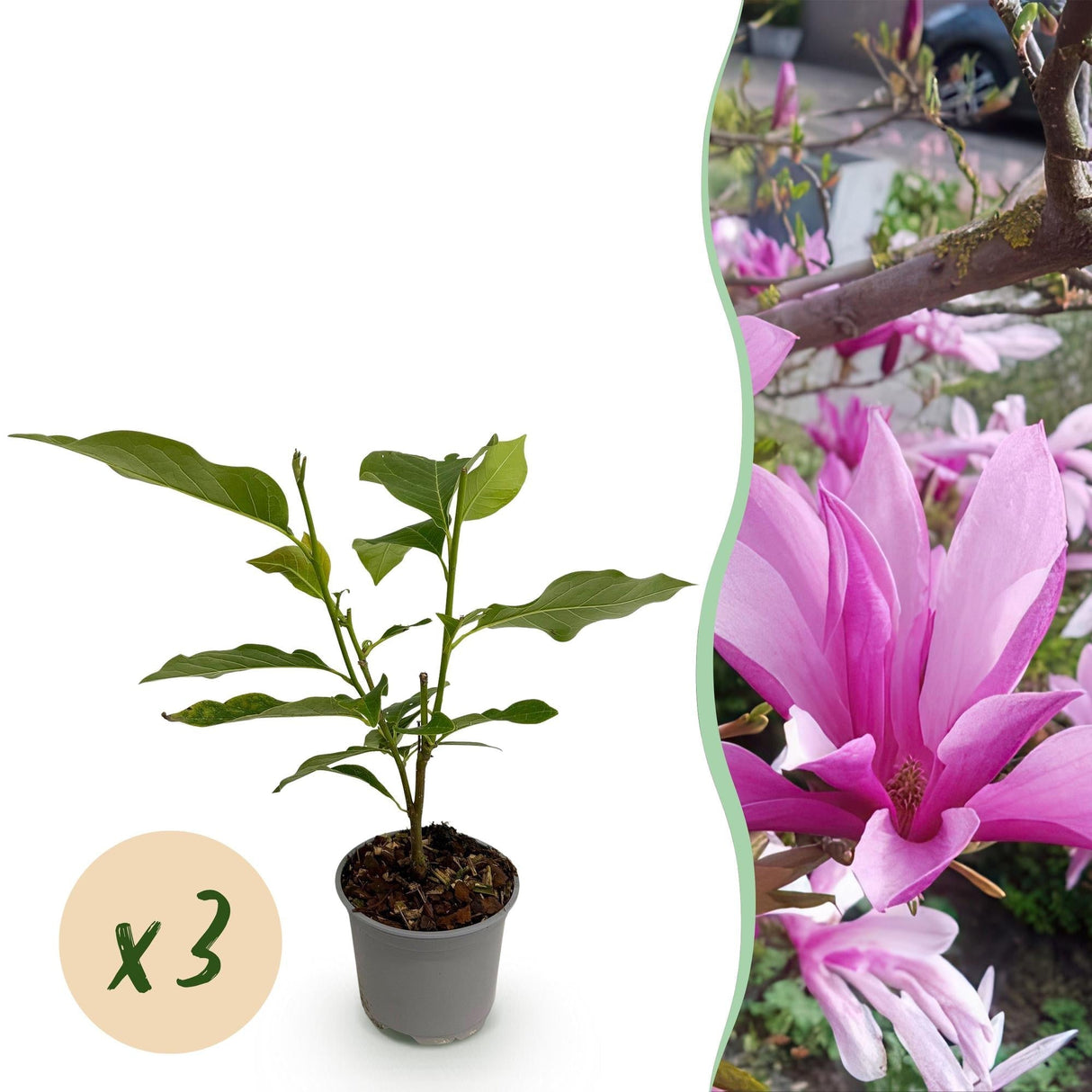 Livraison plante Magnolia Susan x1