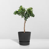 Livraison plante Mandarinier - 45 cm - Ø15 - Arbuste fruitier - Plante d'extérieur