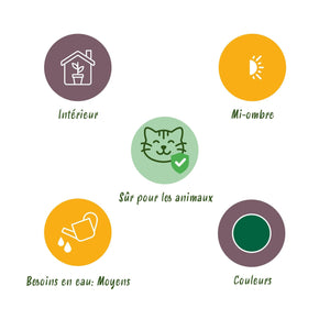 Livraison plante Maranta Fascinator