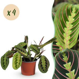 Livraison plante Maranta Fascinator