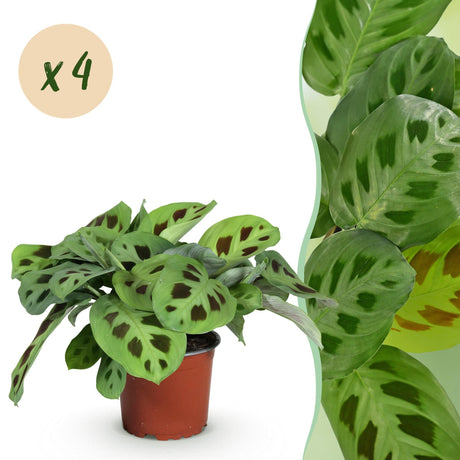 Livraison plante Maranta Fascinator Kerchoveana